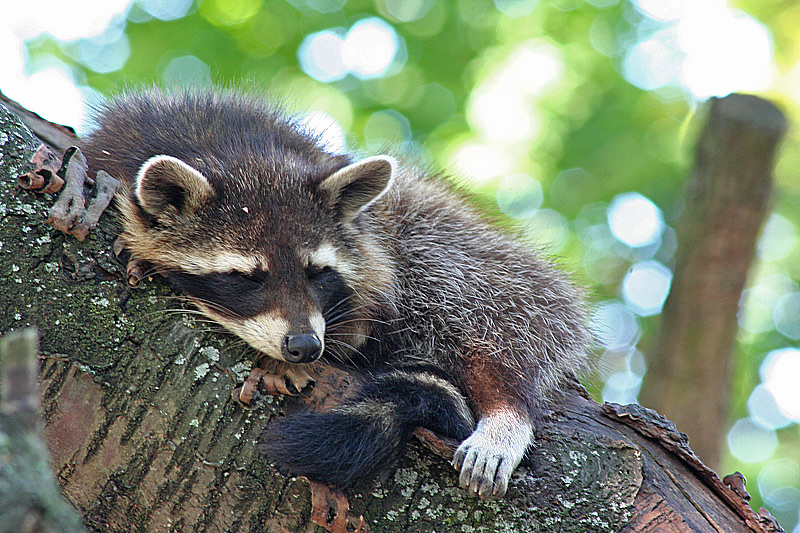 sleeping raccoon