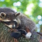 sleeping raccoon