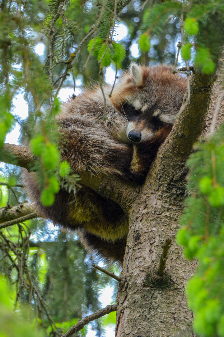 *** SLEEPING RACOON ***