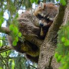 *** SLEEPING RACOON ***