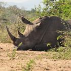 Sleeping Rhino