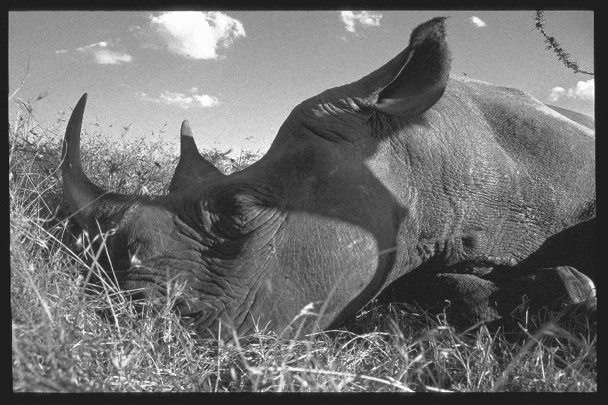 Sleeping Rhino - Sweetwater Game Reserve, Kenya