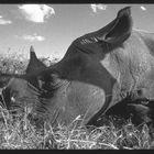 Sleeping Rhino - Sweetwater Game Reserve, Kenya