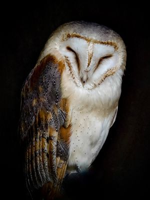 Sleeping Royal P7051301