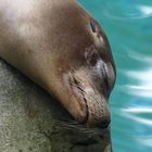 Sleeping Seal