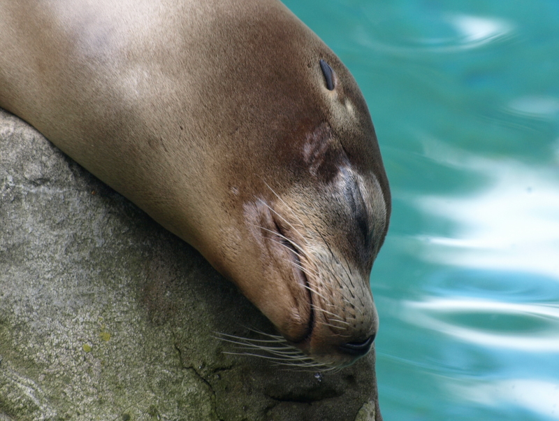 Sleeping Seal