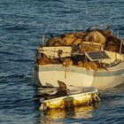 Sleeping Sealions