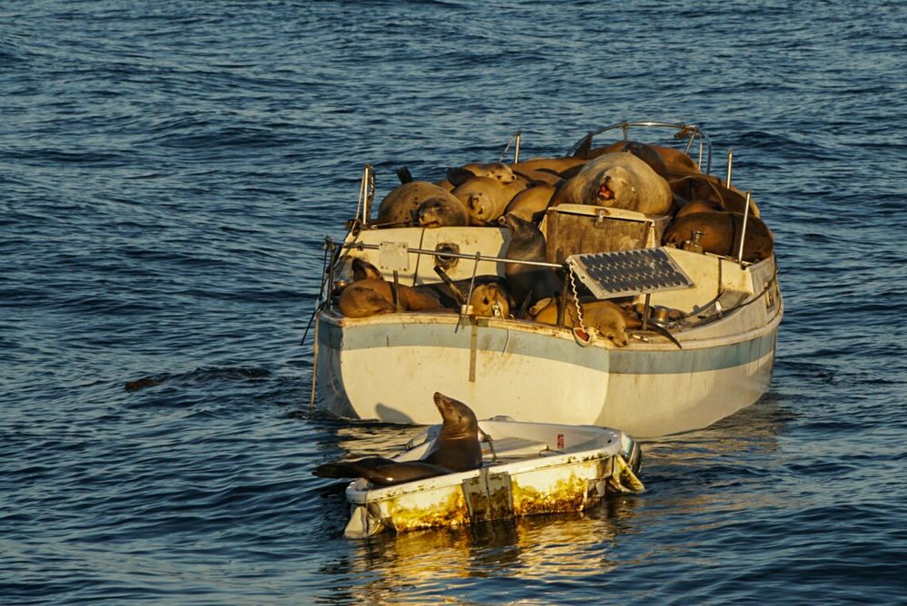 Sleeping Sealions