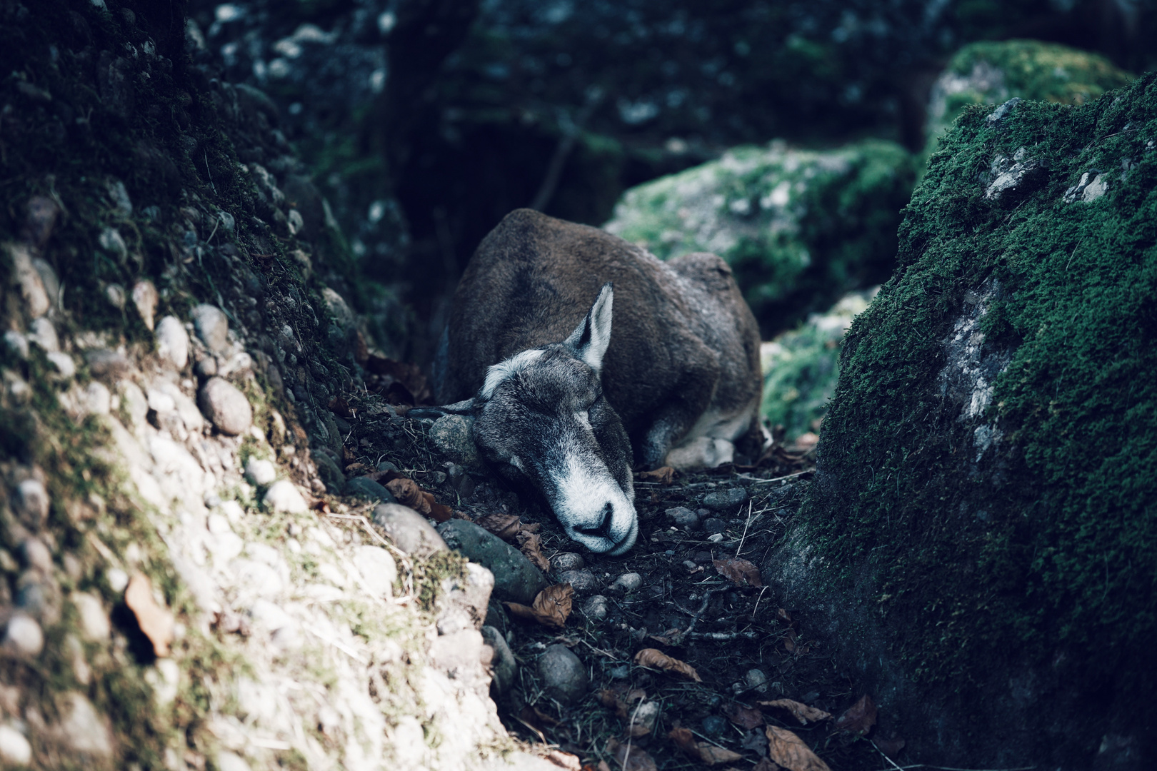 Sleeping Sheep