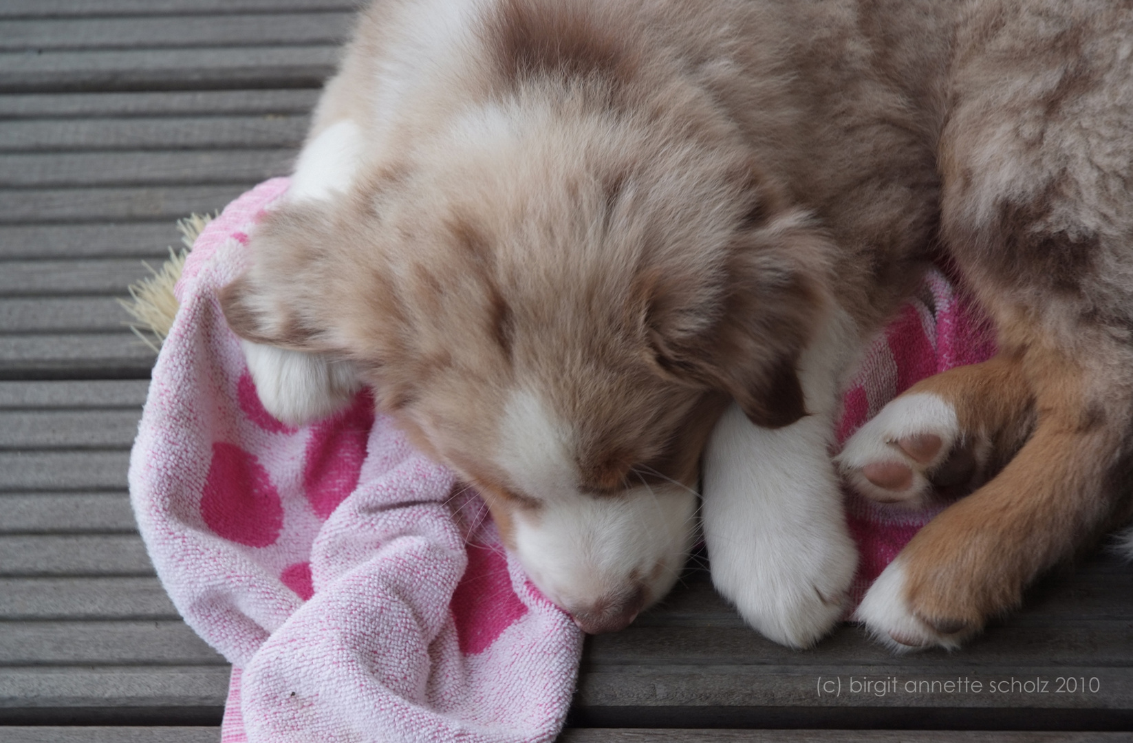 Sleeping Skipper (after work)