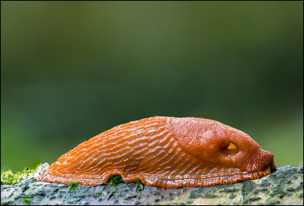 sleeping-snail