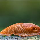 sleeping-snail