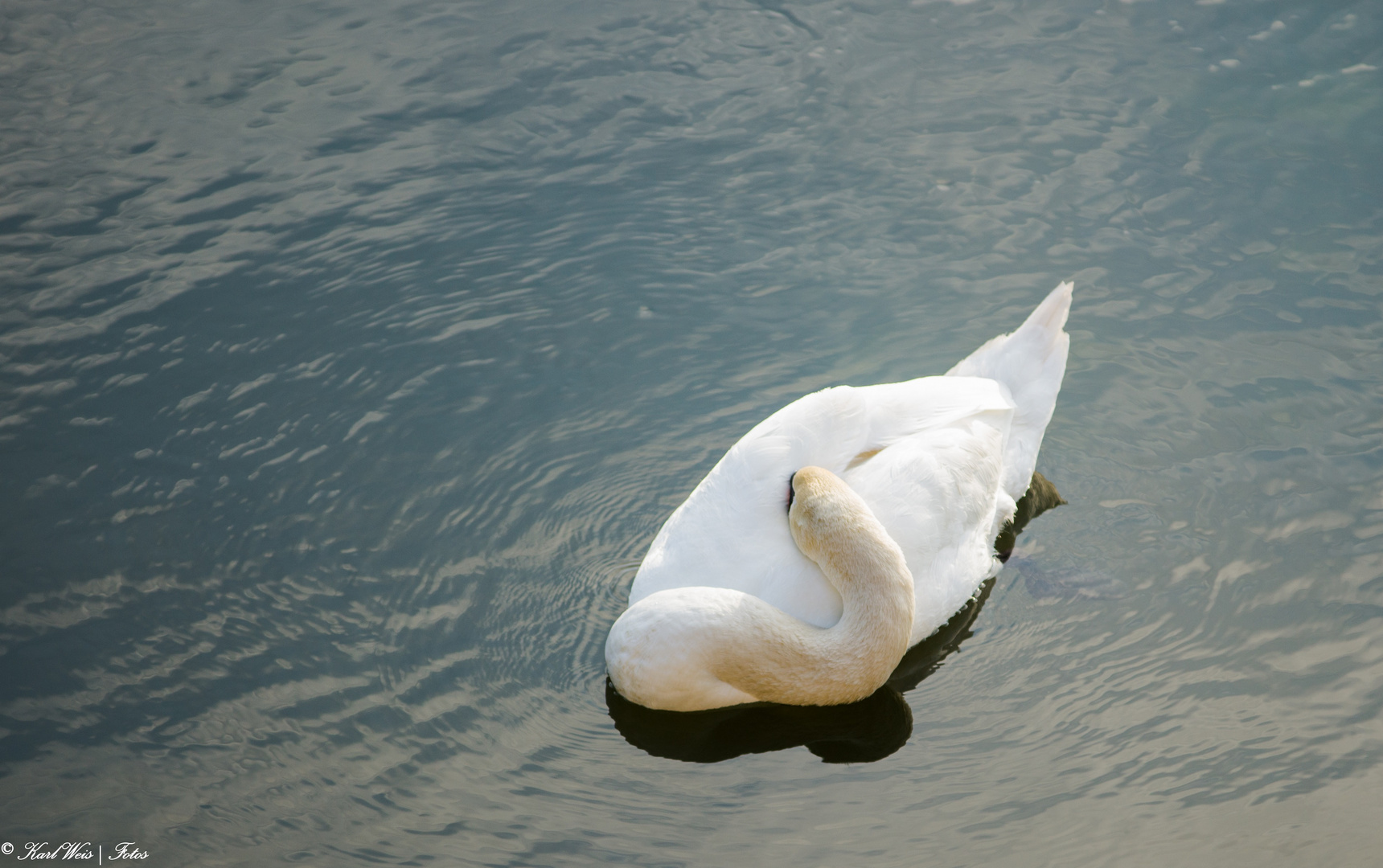 Sleeping swan