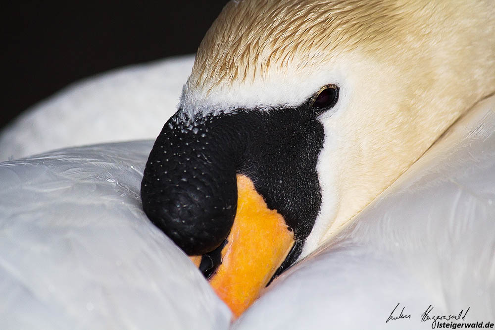 Sleeping Swan