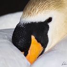 Sleeping Swan