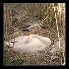 Sleeping Swan