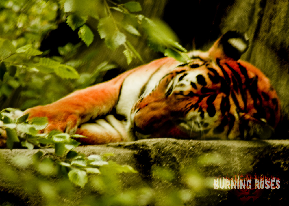 Sleeping Tiger