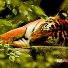 Sleeping Tiger