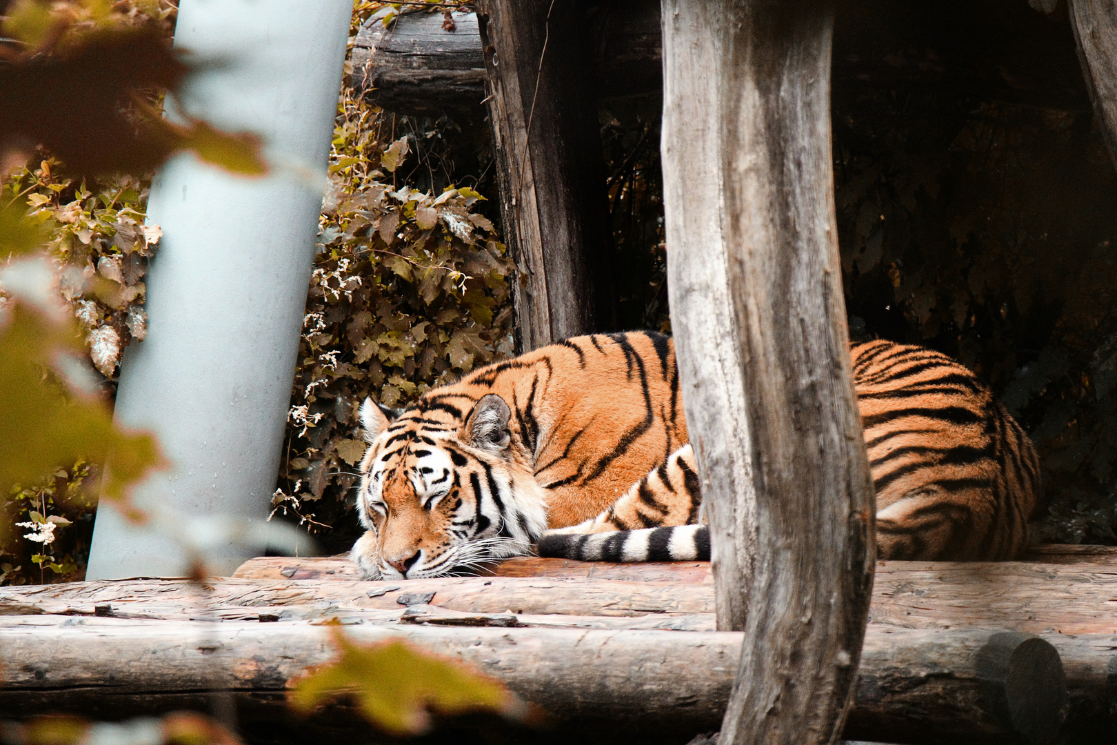 sleeping tiger