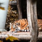 sleeping tiger