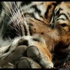 Sleeping Tiger Close Up