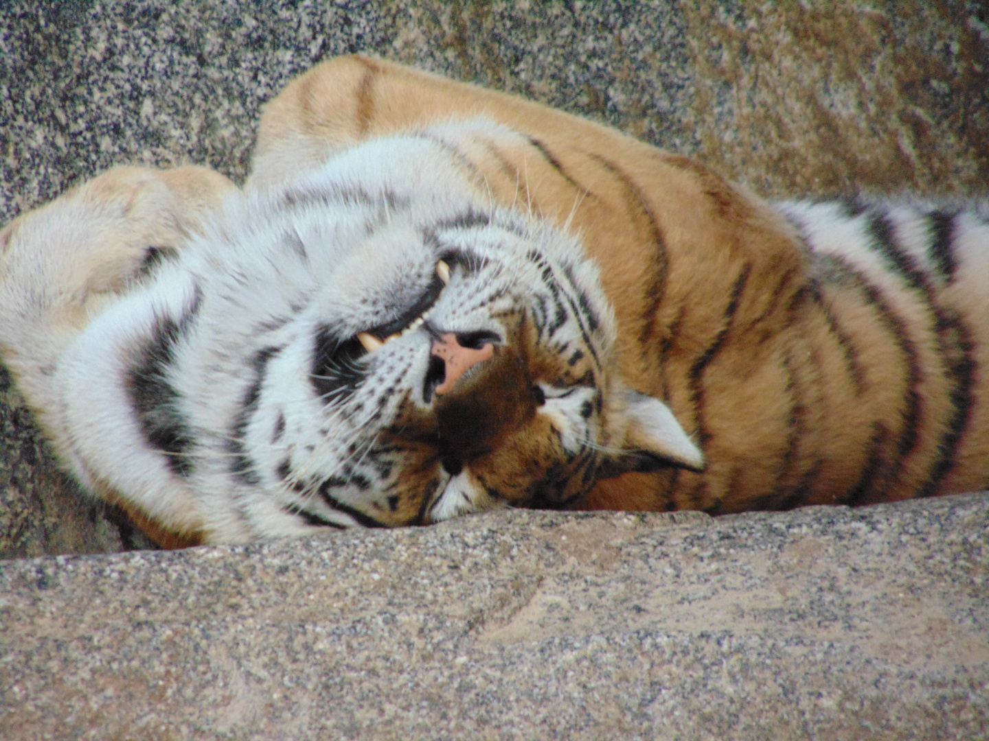 Sleeping Tiger