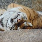 Sleeping Tiger