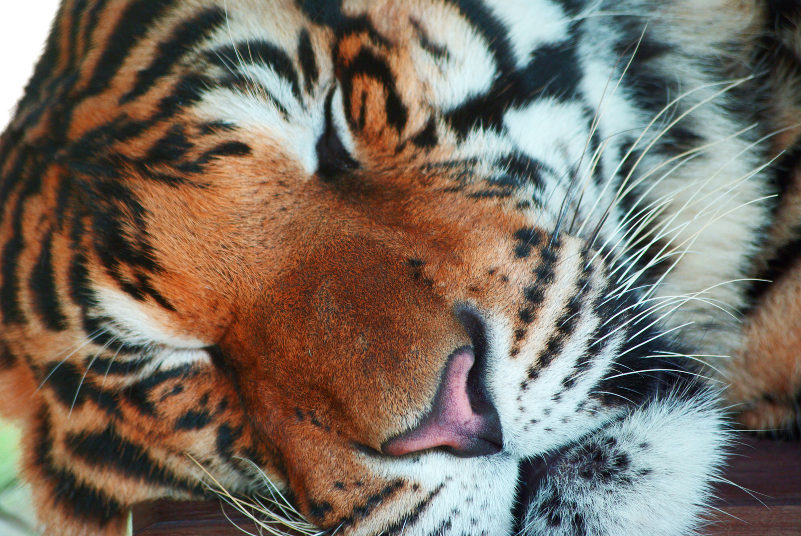 Sleeping Tiger