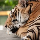 Sleeping Tiger Thailand