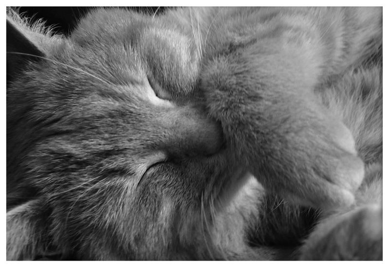 Sleeping... VI