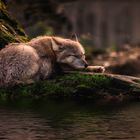 sleeping where the waters flow