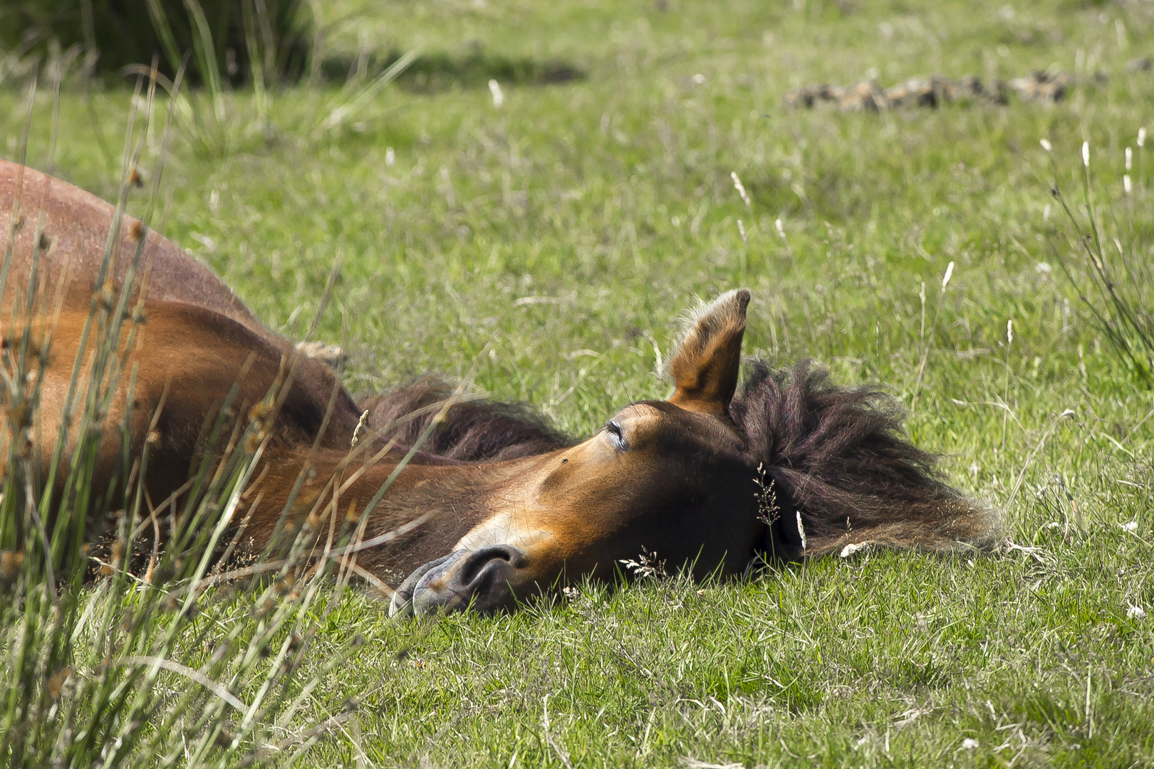 Sleeping wild horse