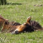 Sleeping wild horse