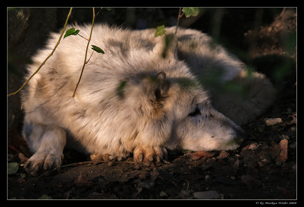 sleeping wolf