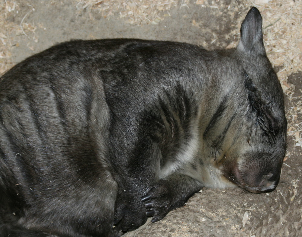 Sleeping Wombat