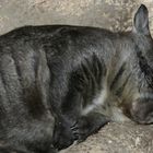 Sleeping Wombat