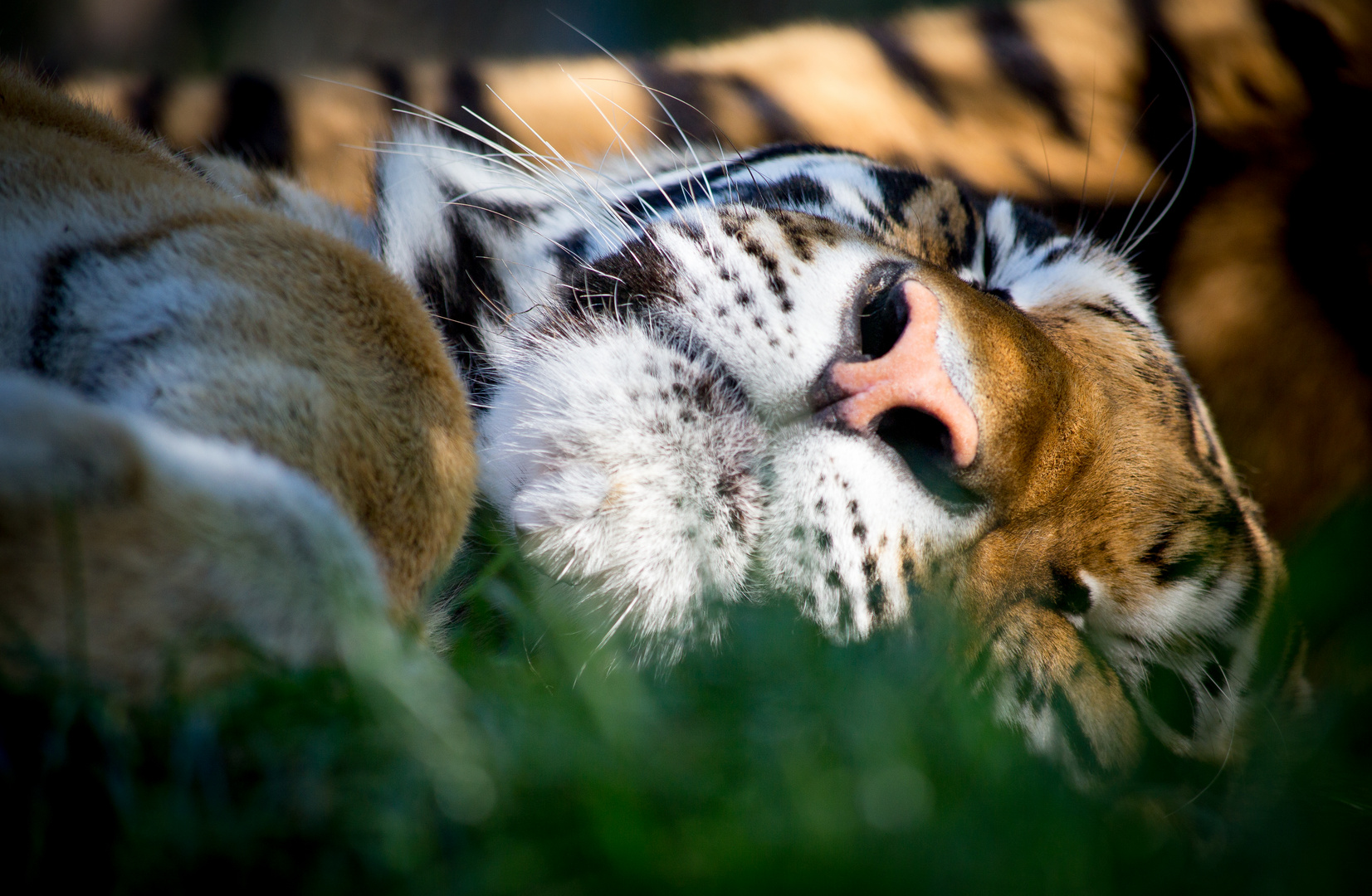 Sleeping.tiger.