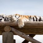 Sleeping.tiger.