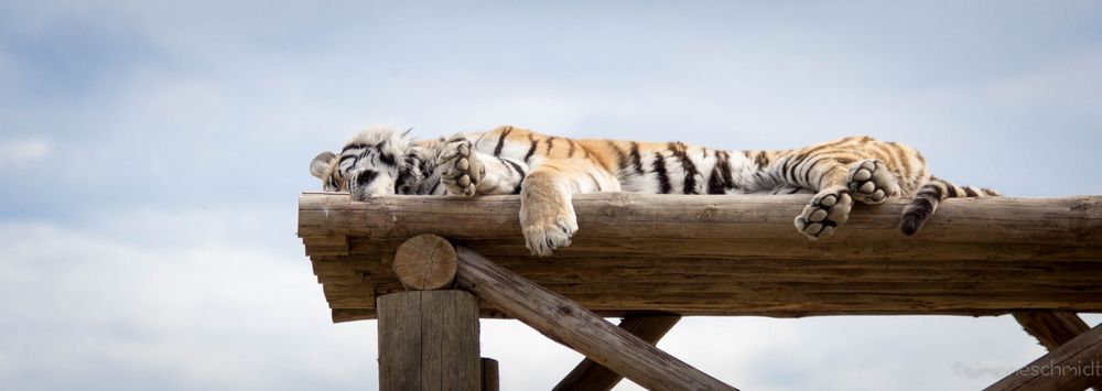 Sleeping.tiger.