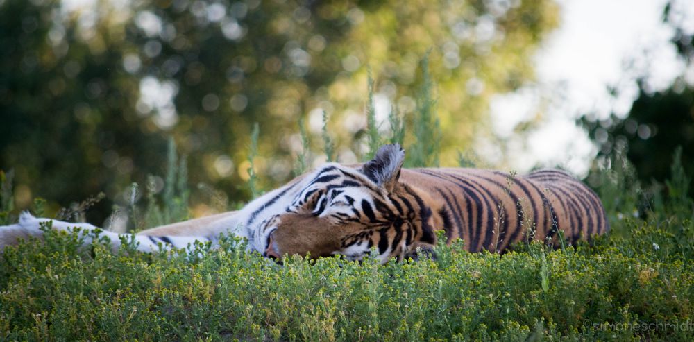 Sleeping.tiger.