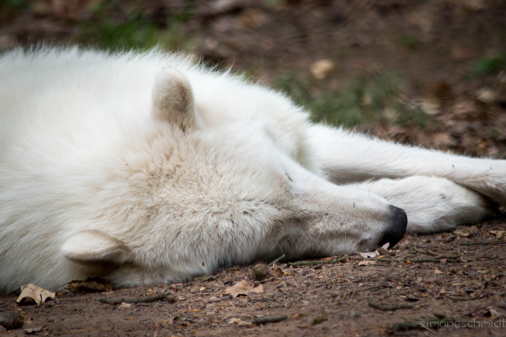 Sleeping.wolf.
