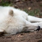 Sleeping.wolf.