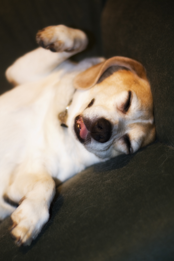 Sleepy Beagle