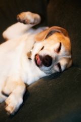 Sleepy Beagle