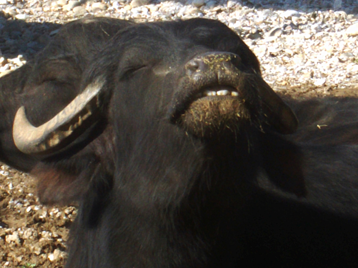 Sleepy bull, sunbathing...