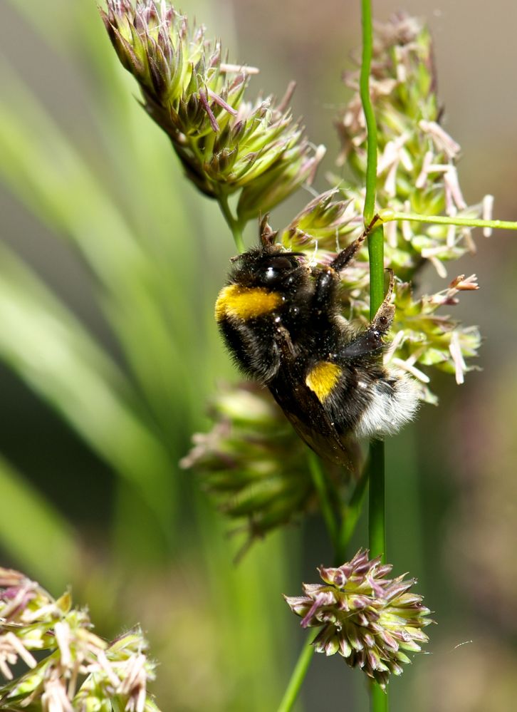 sleepy bumblebee