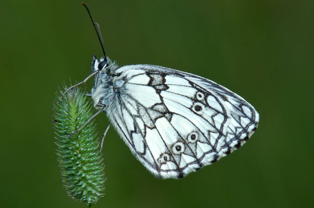 sleepy butterfly