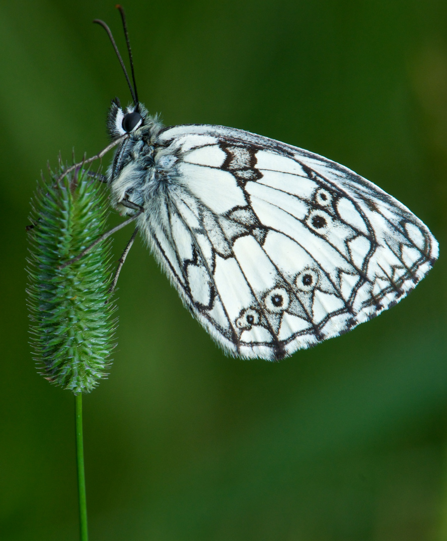 sleepy butterfly die 3. version ;o)