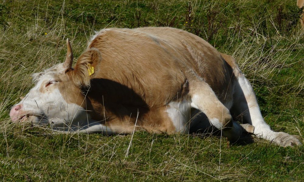 sleepy cow by Robert Sudars 