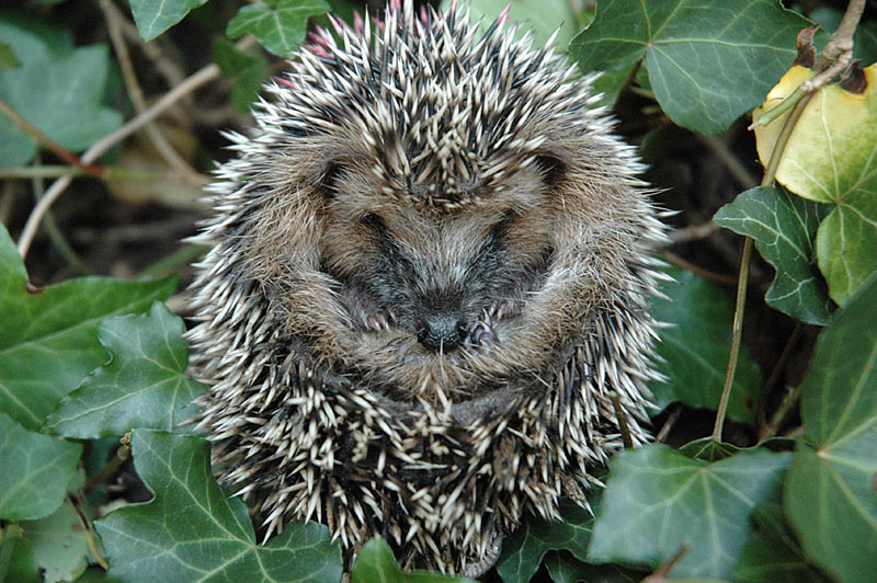 sleepy hedgehog